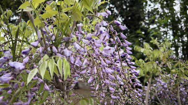 Wisteria flower, JPG