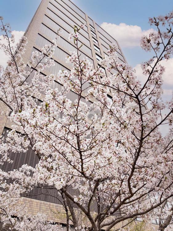 タワーマンションと桜 桜,タワーマンション,ワタマンの写真素材