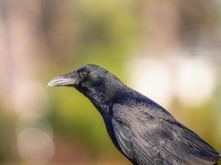 カラスのアップ カラスのアップの写真