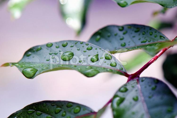 サルスベリの葉に雨のしずく サルスベリ,百日紅,しずくの写真素材