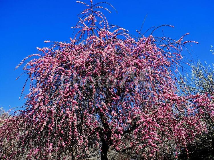 久地梅林公園の枝垂れ梅 梅,枝垂れ梅,早春の写真素材
