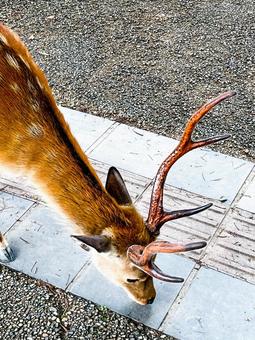 鹿 鹿の写真