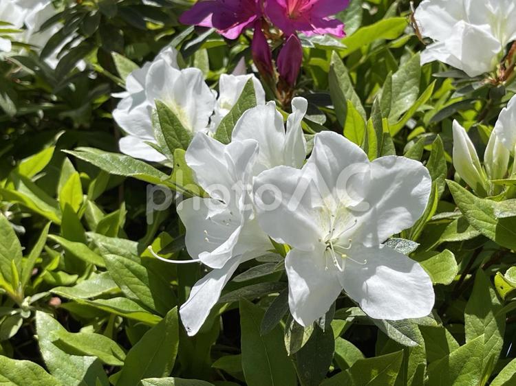 神田川4月：白いサツキツツジの花 サツキツツジ,アザレア,サツキの写真素材