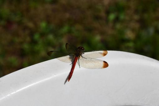 白いベンチに止まる赤とんぼ トンボ,秋,アカトンボの写真素材