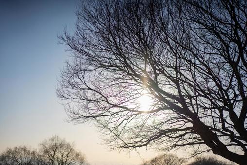 冬の木の枝のシルエット 冬,木,枝の写真素材