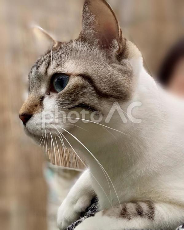シャムミックス猫様の横顔　縦画像 猫,シャムトラ,見つめるの写真素材