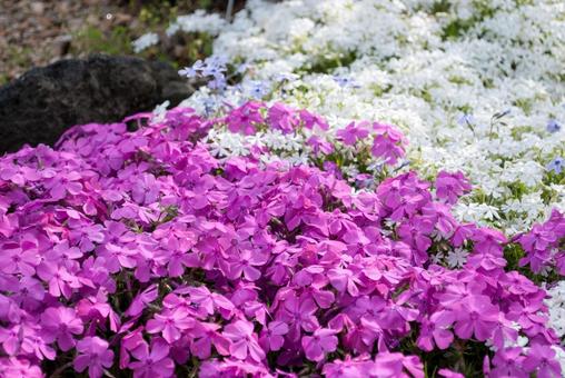 シバザクラ2の写真