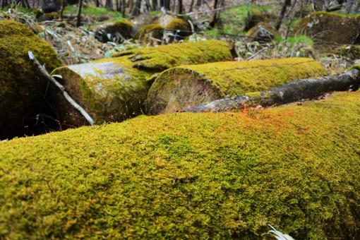 Moss-covered fallen tree, JPG