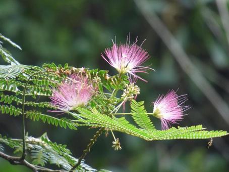 ねむの木の花002 ねむの木,かわいい,ピンクの写真素材