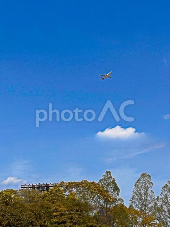 公園と飛行機 木,空,公園の写真素材