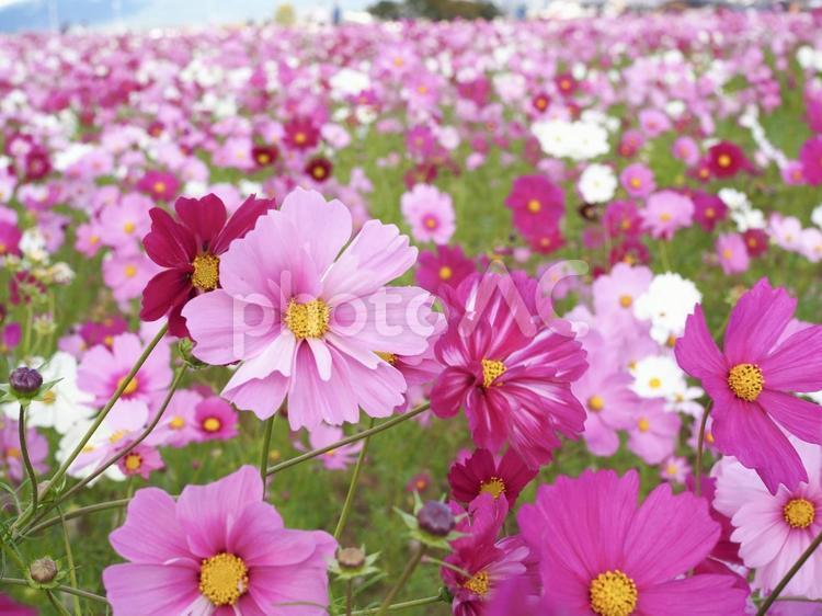 たくさんのピンクコスモス コスモス,こすもす,秋桜の写真素材