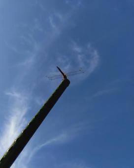 赤とんぼ 空 赤とんぼ 空の写真