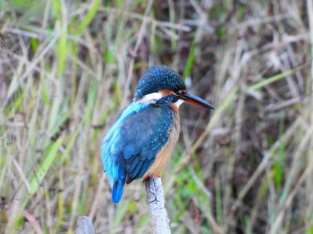 草地に立つ枯れ枝にとまるカワセミ3の写真