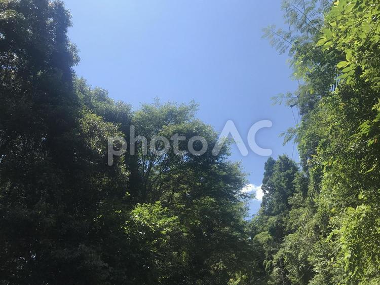 田舎での休日 田舎,自然,風景の写真素材