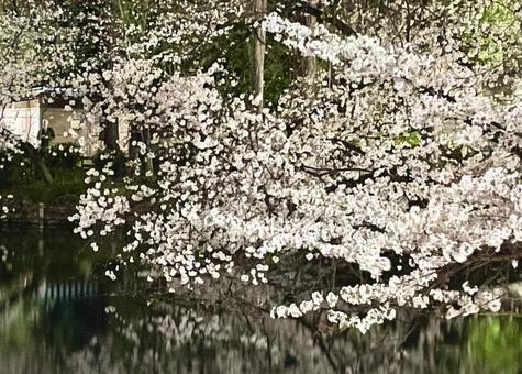 Cherry Blossoms at Night 2, JPG Cherry Blossoms at Night 2, JPG