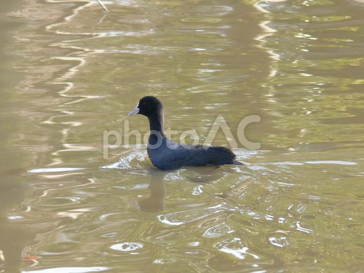 公園の池の中をすいすい泳ぐオオバン オオバン,鳥,野鳥の写真素材