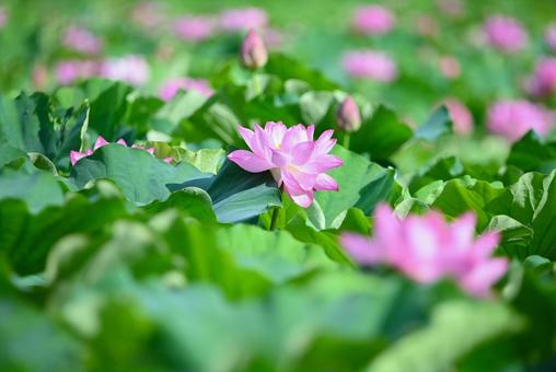 ハスの花 ハスの花の写真