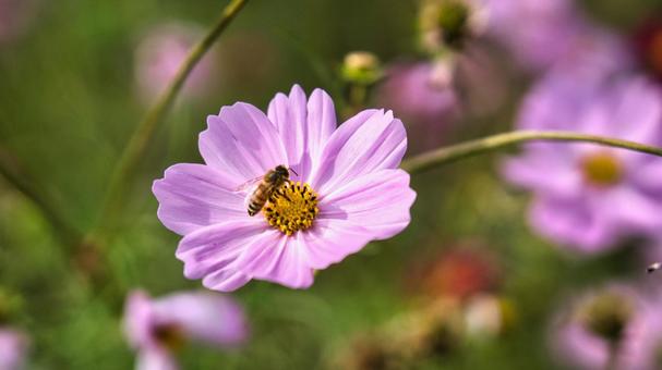 ピンクのコスモスの花粉を蜂が集める むし,蜂,ミツバチの写真素材