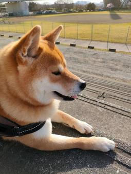 運動場公園で休憩する柴犬！ 犬,シバ,柴犬の写真素材