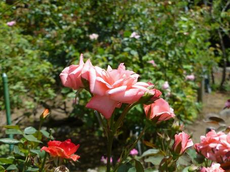 公園のバラ園に咲いたピンク色のバラの花 公園のバラ園に咲いたピンク色のバラの花 バラ,花,植物の写真素材