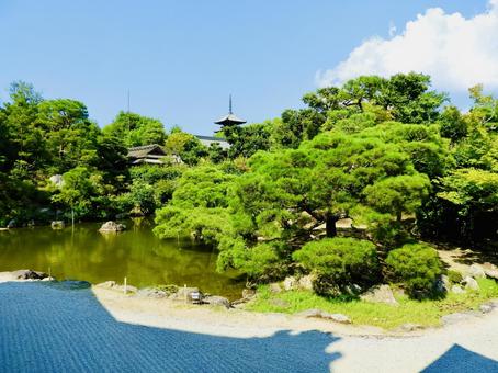 国名勝仁和寺御所庭園北庭 仁和寺,仁和寺御所庭園,仁和寺御所の写真素材