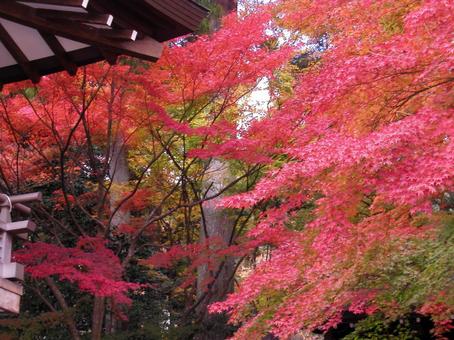 京都 大原 京都 大原の写真