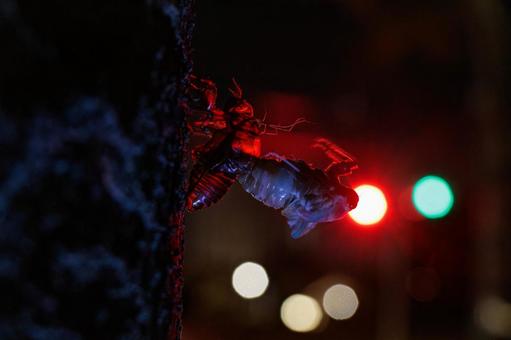 夜中に羽化している蝉のシルエット 夜中に羽化している蝉のシルエット 夜中,シルエット,光の写真素材