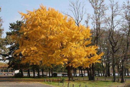 イチョウ・銀杏　樹木 イチョウ,落葉高木,扇形葉の写真素材
