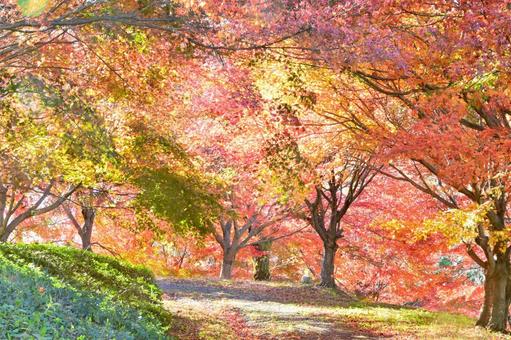 逆光で輝くもみじの紅葉 そのまんま公園,小高い丘,紅葉の写真素材