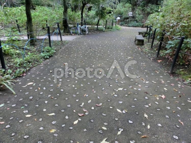 本土寺の風景-1 本土寺,千葉県松戸市,あじさい寺の写真素材