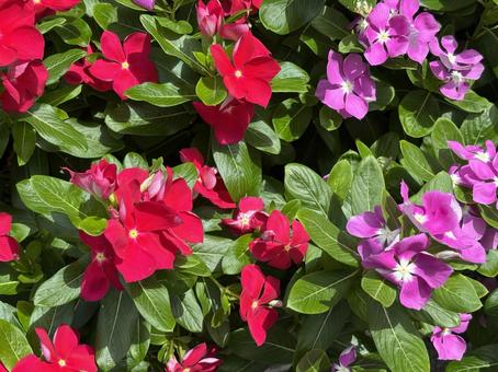 ニチニチソウの花。 ニチニチソウの花。 ニチニチソウ,日々草,ガーデニングの写真素材