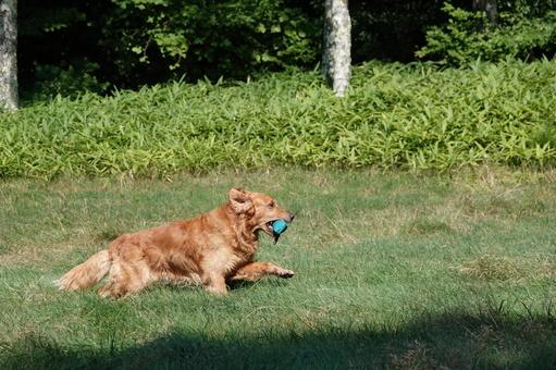 The Retrievers The Retrieversの写真