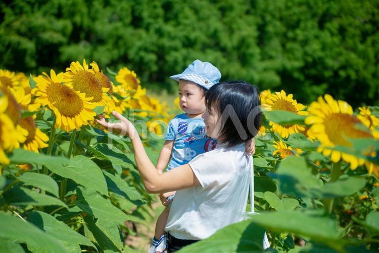ひまわり畑と親子 ひまわり,ひまわり畑,家族の写真素材
