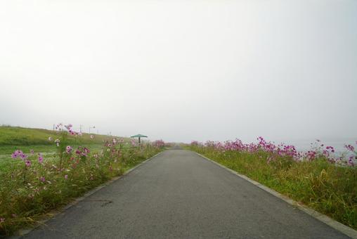 遠賀川河川敷 コスモス,秋,花の写真素材
