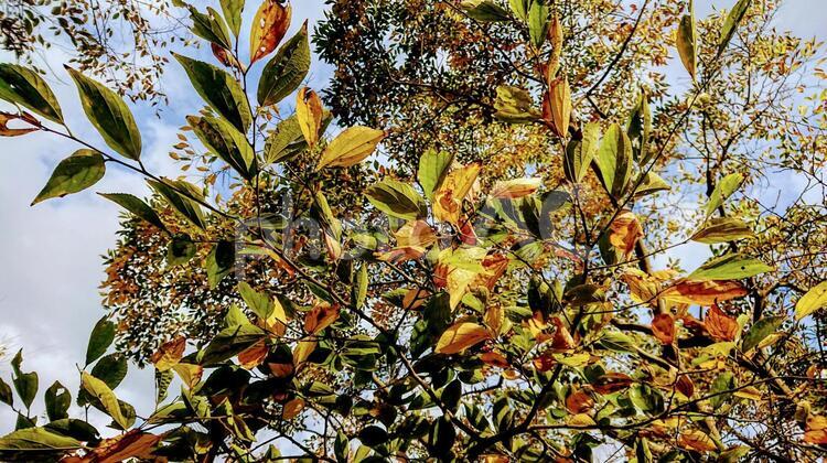 秋の枯れ葉 葉,自然,木の写真素材