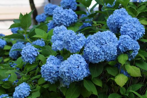 アジサイ D300-4 アジサイ D300-4の写真