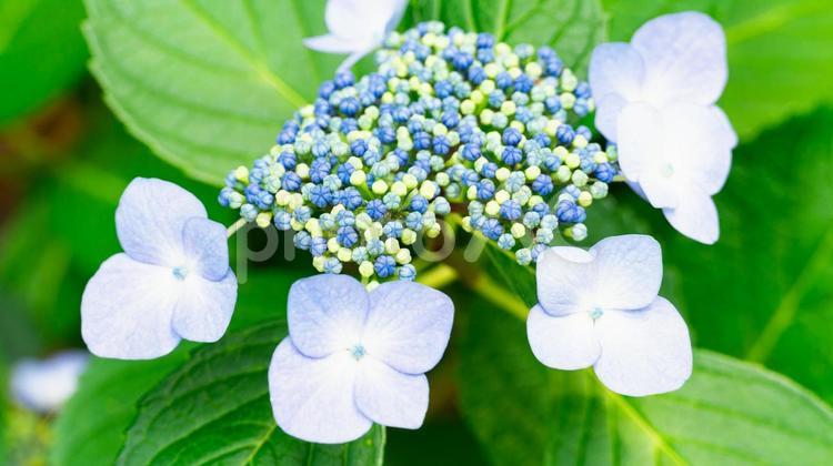 アジサイ あじさい,紫陽花,花の写真素材