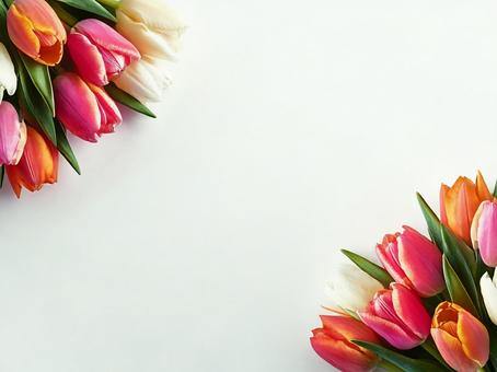Spring tulip background copy space, tulip, spring, copy space, JPG