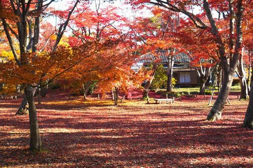 赤く染まった「ももじ園」 紅葉,モミジ,もみじの写真素材