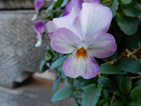 【花の写真】ピオラ ビオラ,三色菫,植物の写真素材