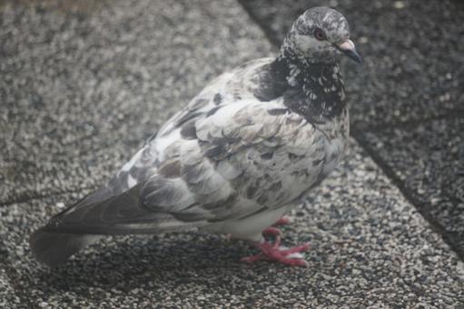 pigeon, JPG pigeon, JPG