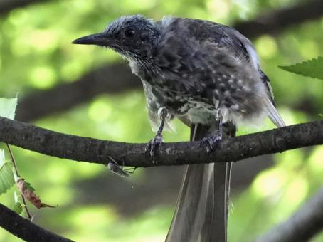 枝につかまるヒヨドリ 枝につかまるヒヨドリ 鳥,野鳥,ヒヨドリの写真素材