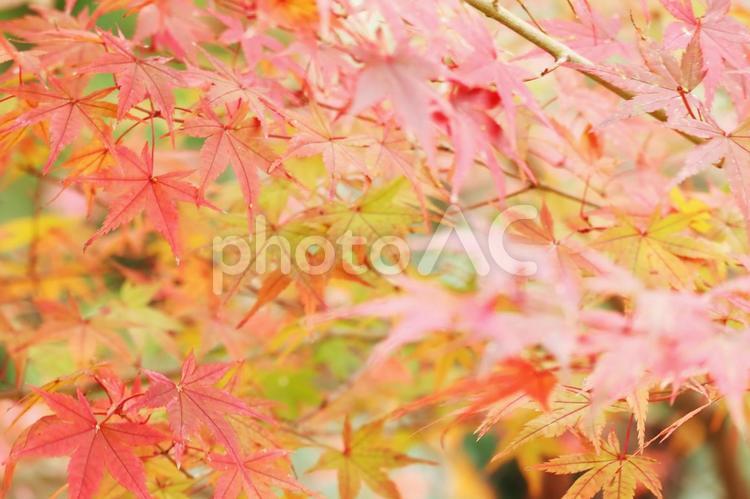 秋色の美しい紅葉の葉のアップ 紅葉,秋,もみじの写真素材