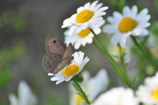 Photo, daisy, white flower, butterfly, 