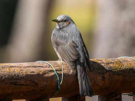 柵にとまるヒヨドリ 柵にとまるヒヨドリ ヒヨドリ,野鳥,鳥の写真素材