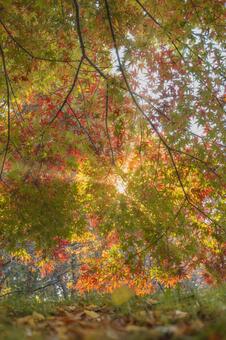 秋の万華鏡木漏れ日に透けるグラデーション 紅葉,モミジ,カエデの写真素材