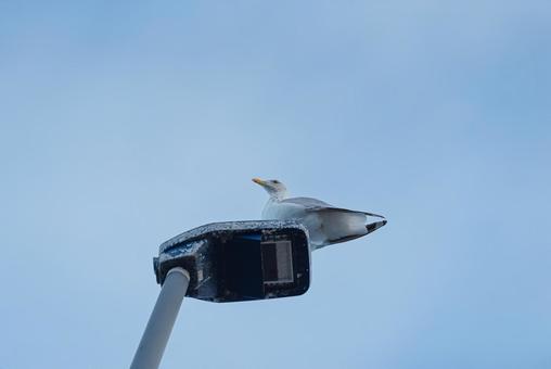 街灯の上で辺りの様子を伺うセグロカモメ 街灯の上で辺りの様子を伺うセグロカモメ セグロカモメ,渡り鳥,水鳥の写真素材