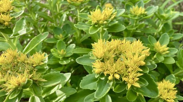 鮮やかなキリンソウ(麒麟草) 鮮やかなキリンソウ(麒麟草)の写真