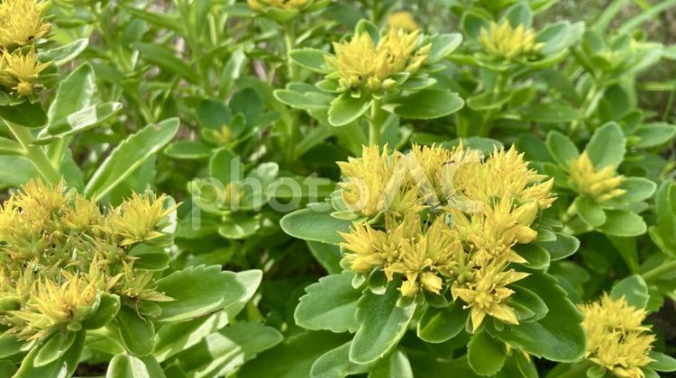 鮮やかなキリンソウ（麒麟草） キリンソウ,麒麟草,ベンケイソウ科の写真素材