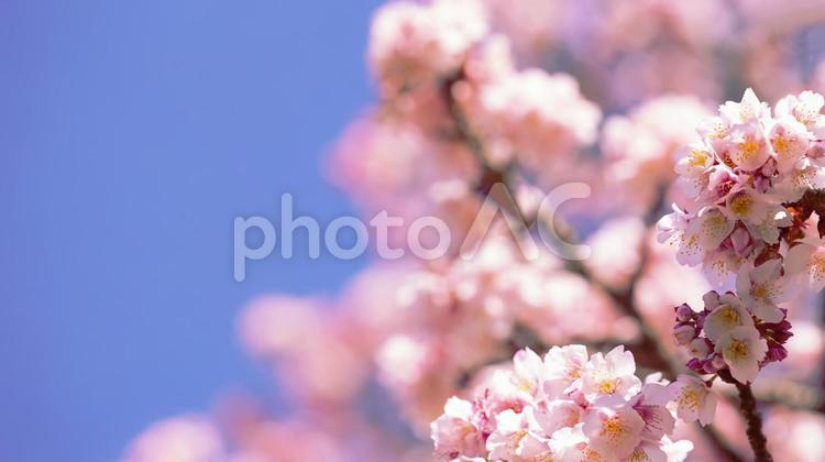 青空と鮮やかなピンクの桜（２） 桜,さくら,サクラの写真素材